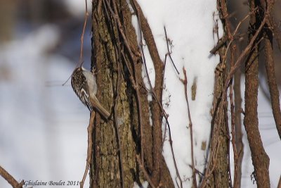 Grimpereau brun (Brown Creeper)