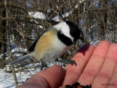 Msange  tte noire (Black-capped Chickadee)