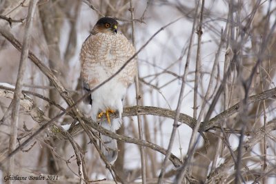 Épervier de Cooper (Cooper's Hawk)
