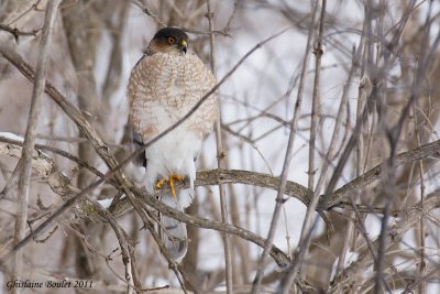 pervier de Cooper (Cooper's Hawk)