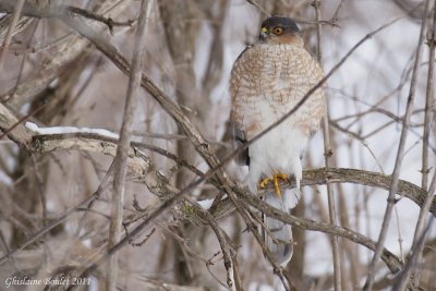 pervier de Cooper (Cooper's Hawk)