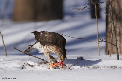 pervier brun (Sharp-shinned Hawk) (3 de 4)