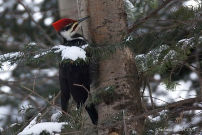 Grand Pic (Pileated Woodpecker)