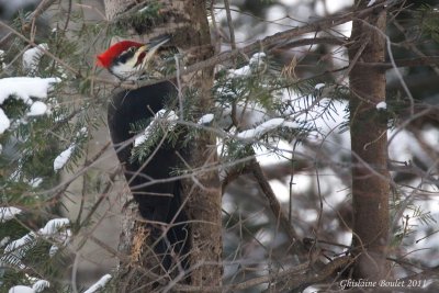 Grand Pic (Pileated Woodpecker)