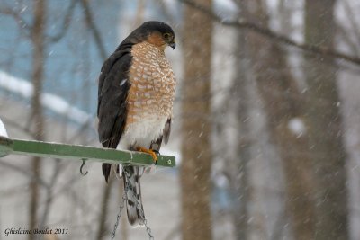 pervier brun (Sharp-shinned Hawk)