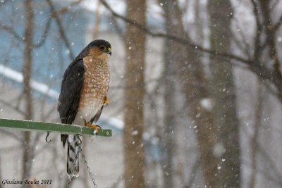 pervier brun (Sharp-shinned Hawk)