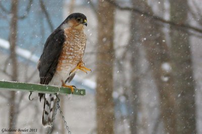 pervier brun (Sharp-shinned Hawk)