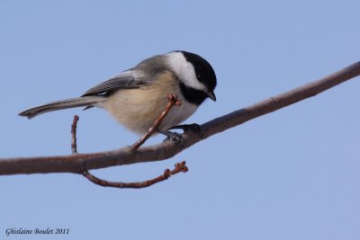 Msange  tte noire (Black-capped Chickadee)