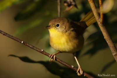 Paruline masque (Common Yellowthroat)