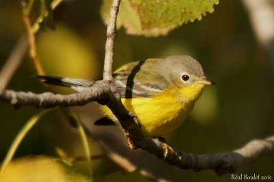 Paruline  tte cendre (Magnolia Warbler)