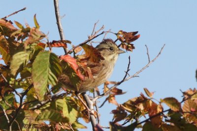 Bruant des marais (Swamp Sparrow) 