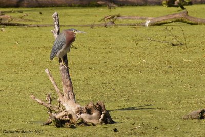 Héron vert (Green-backed Heron)