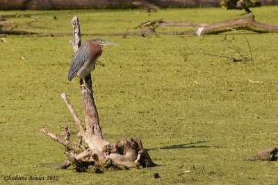 Hron vert (Green-backed Heron)