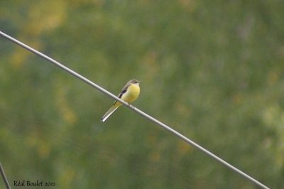 Bergeronnette printanire (Yellow Wagtail)