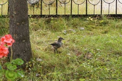 Cassenoix-mouchet (Spotted Nutcracker)