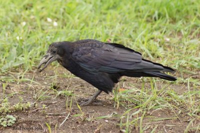 Corbeau freux (Eurasian Rook)