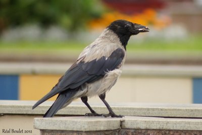 Corneille mentele (Hooded Crow)