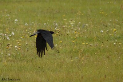 Crave  bec rouge (Red-billed Chough)