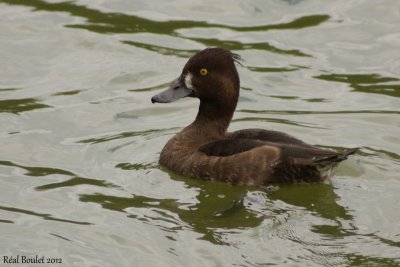 Fuligule morillon (Tufted Pochard)