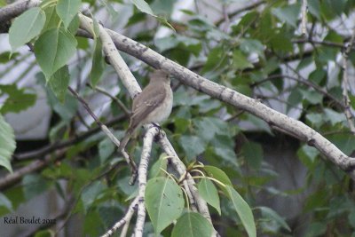 Gobemouche de Sibrie (Dark-sided Flycatcher)