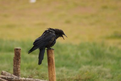 Grand Corbeau (Northern Raven)
