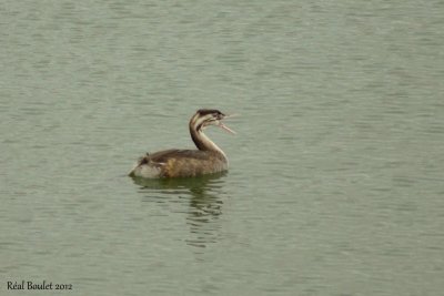 Grbe hupp (Great Crested Grebe)