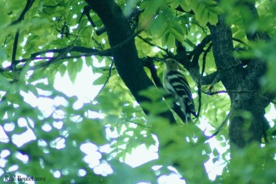 Huppe facsie (Hoopoe)