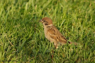 Moineau friquet (Tree Sparrow)