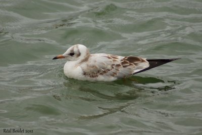 Mouette rieuse (Black-headed Gull)