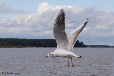 Mouette rieuse (Black-headed Gull)