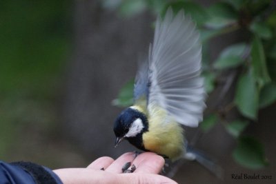 Msange charbonnire (Great Tit)