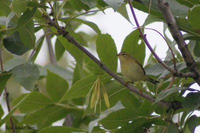 Pouillot vloce (Chiffchaff)