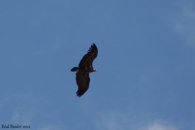 Vautour moine (Cinereous Vulture)