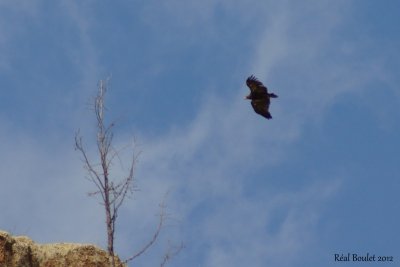 Aigle des steppes (Steppe Eagle)