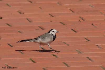 Bergeronnette grise (White Wagtail)