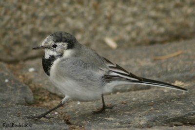 Bergeronnette grise (White Wagtail)