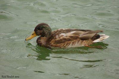 Canard colvert (Mallard)