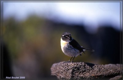 Tarier de la Runion (Reunion Stonechat)