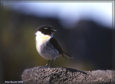 Tarier de la Runion (Reunion Stonechat)