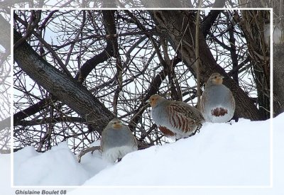 Perdrix grise (Gray Partridge)