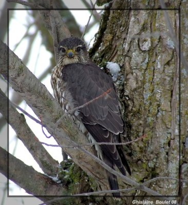 Faucon merillon (Merlin)