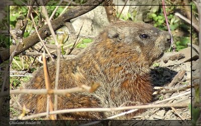 Marmotte