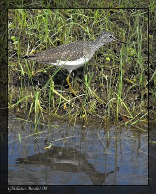 Chevalier solitaire (Solitary Sandpiper)