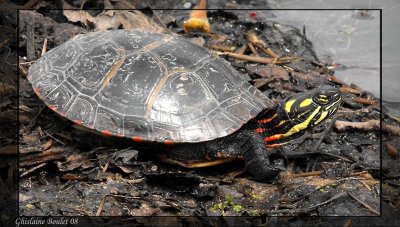 Tortue peinte