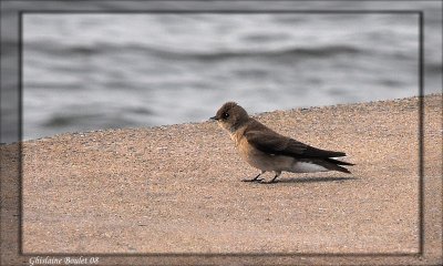 Hirondelle  ailes herisses (Northern Rough-winged Swallow)