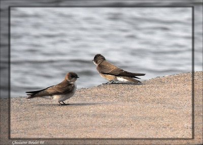 Hirondelle  ailes herisses (Northern Rough-winged Swallow)