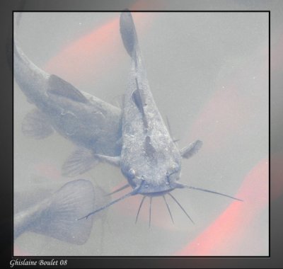 Barbotte - Catfish