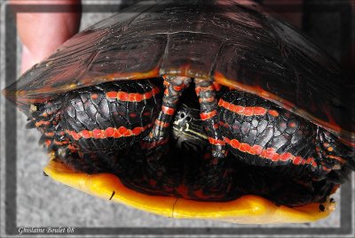 Tortue peinte