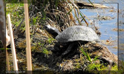 Tortue mouchete