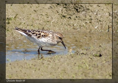 Bcasseau minuscule (Least Sandpiper)